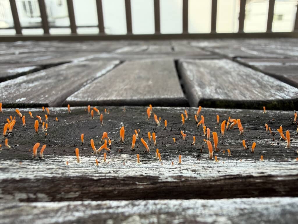 後日公開されたオレンジ色になった物体