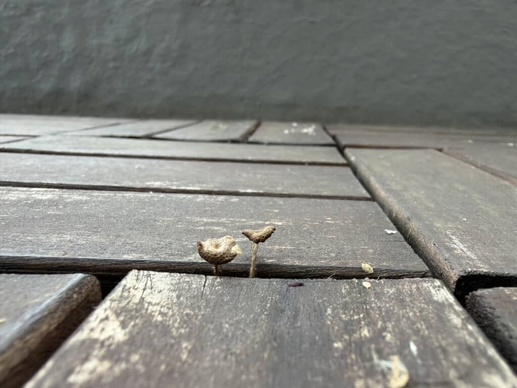 スノコの隙間から生えてきた何らかのキノコ
