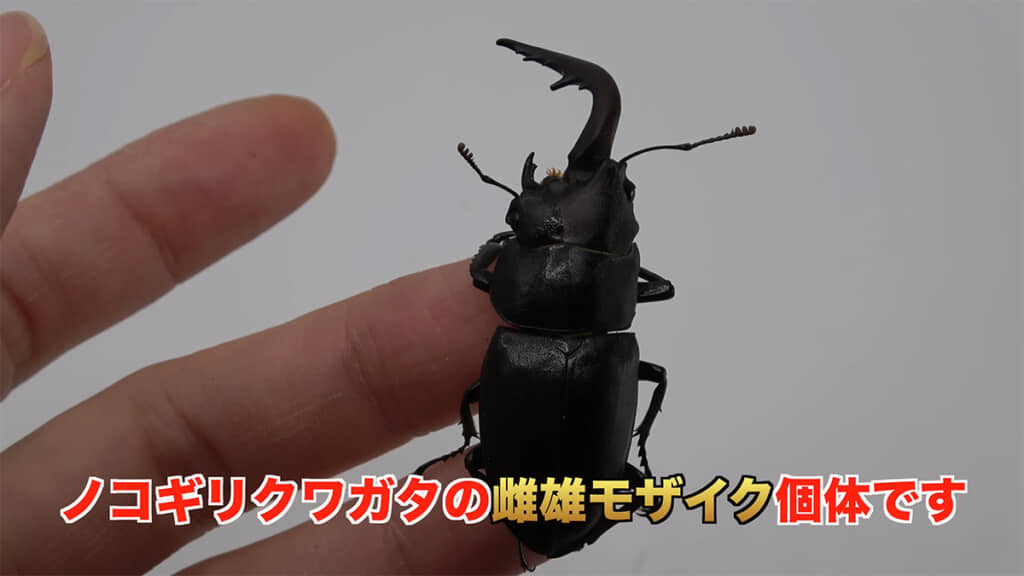 “雌雄モザイク”のノコギリクワガタです