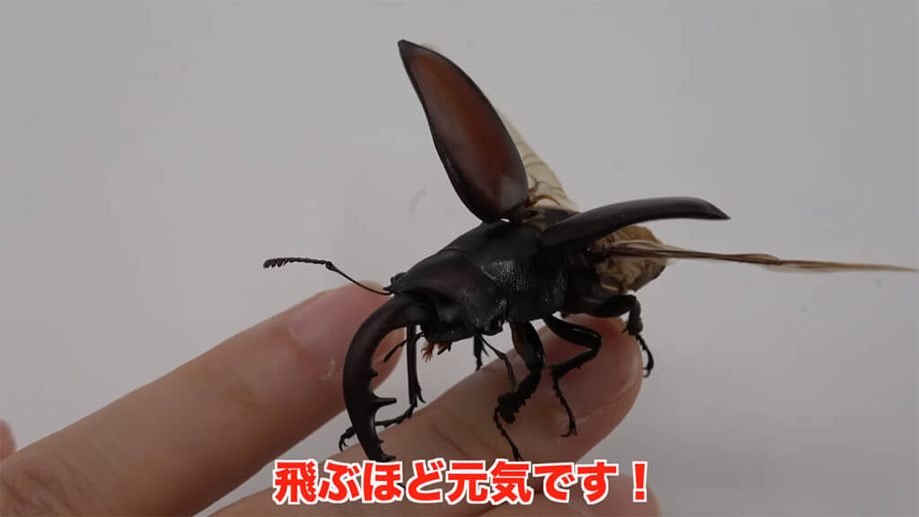 すぐに飛ぼうとするほど元気いっぱいです