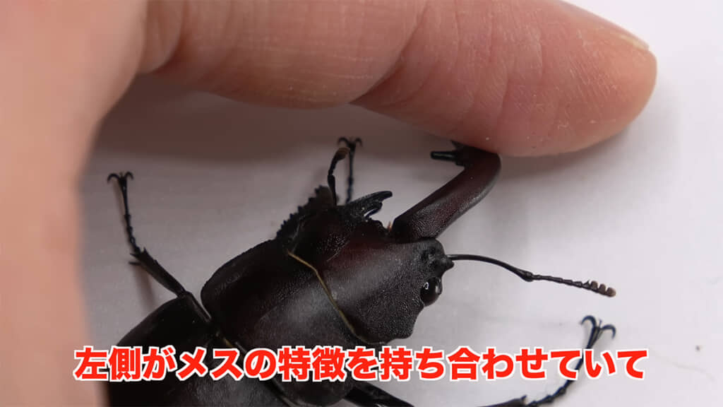 体の左側にはメス、右側にはオスの特徴が出ています