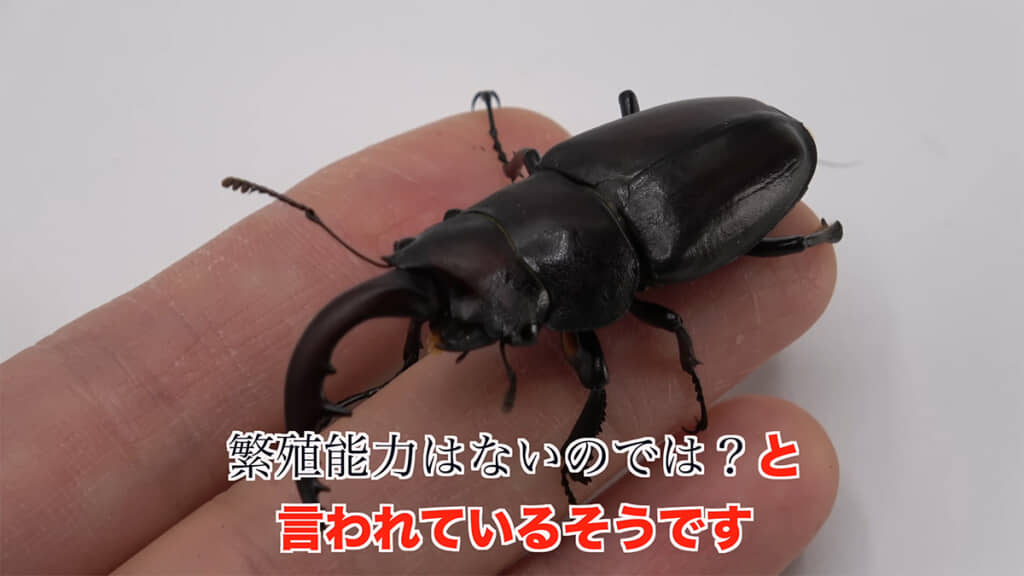 雌雄モザイクの個体は繫殖能力がない説があるのだとか