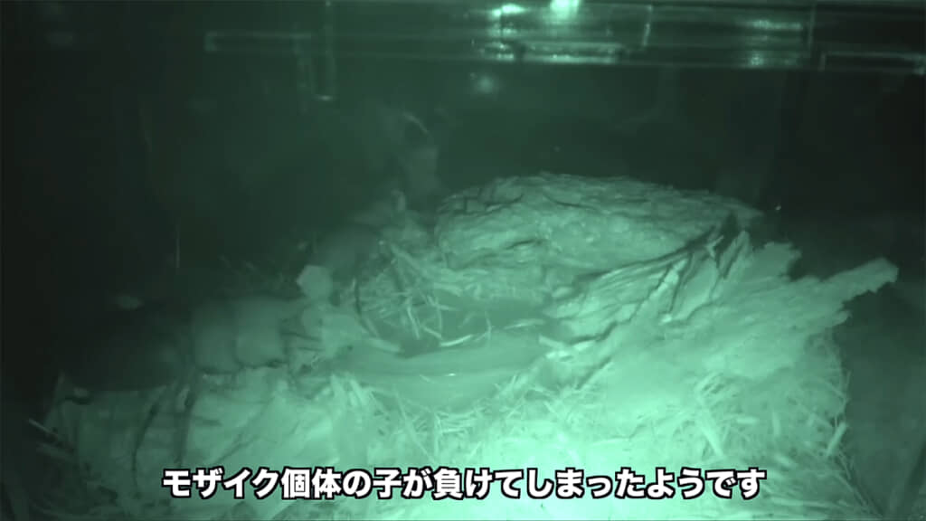 1日目はオスと同居させました