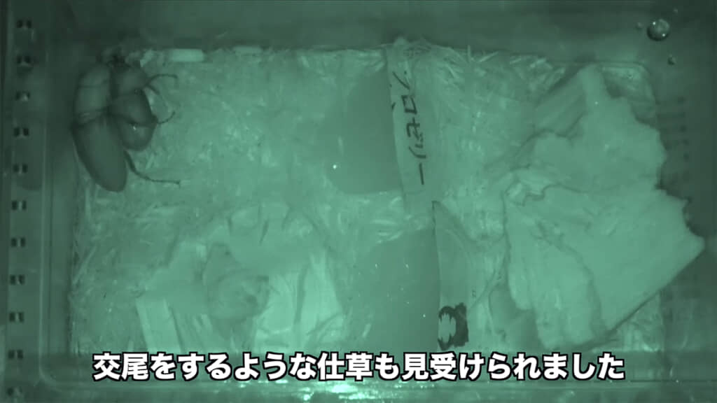 2日目はメスと同居させました、反応が全く異なります