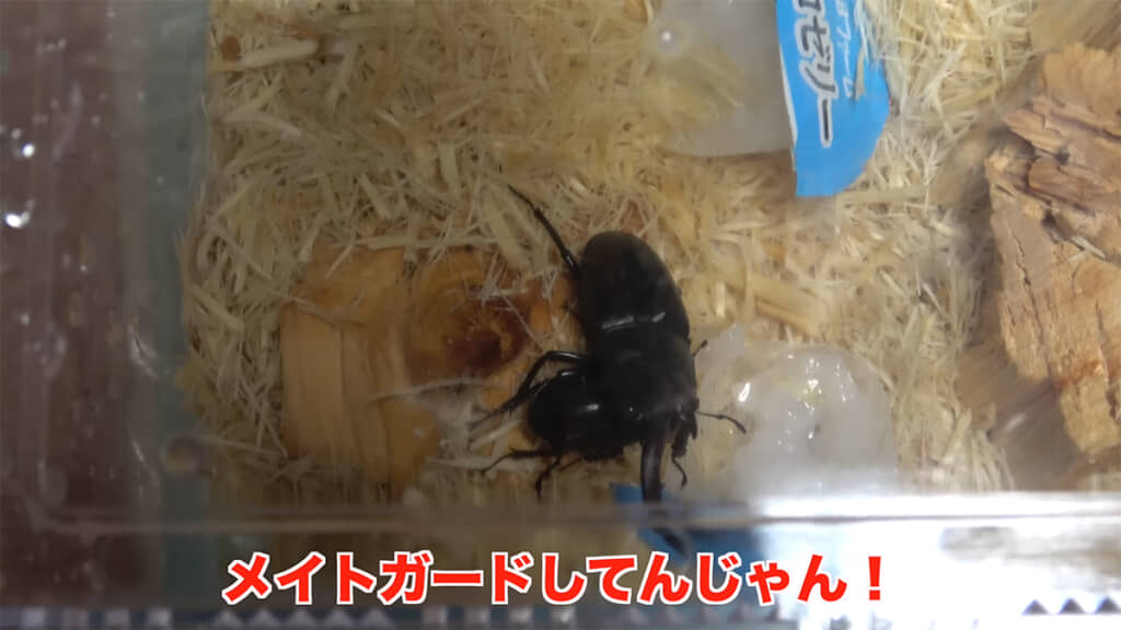 メスと同居した雌雄モザイク個体は、メイトガードをしていました