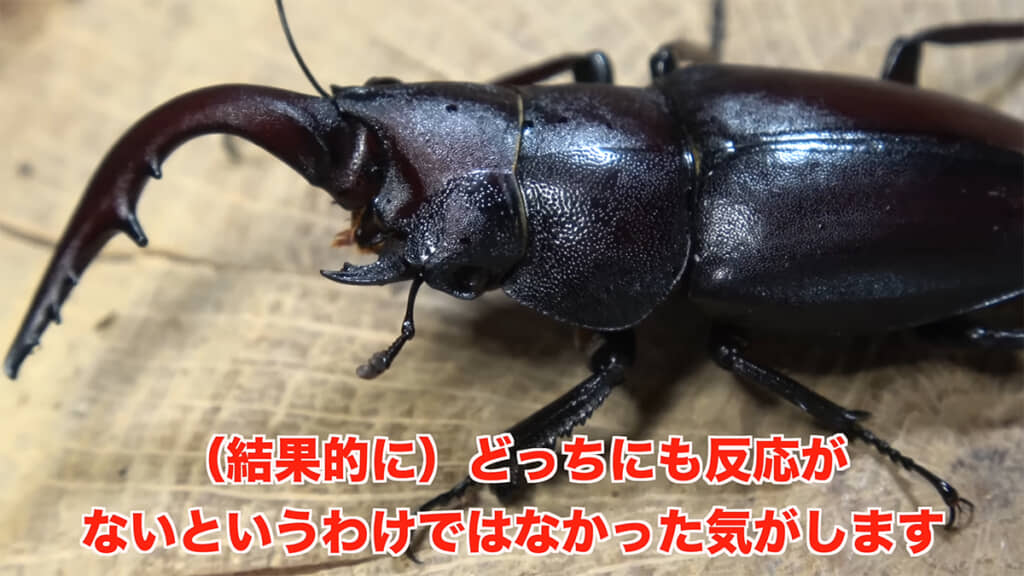 どちらかというと、オスの特徴が強い個体のようでした