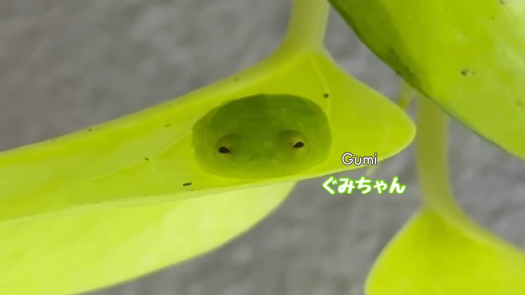 ぐみちゃん