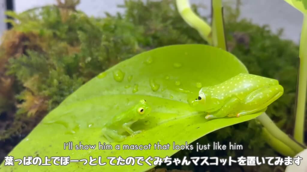 飼い主さんがマスコットを持ってきた！