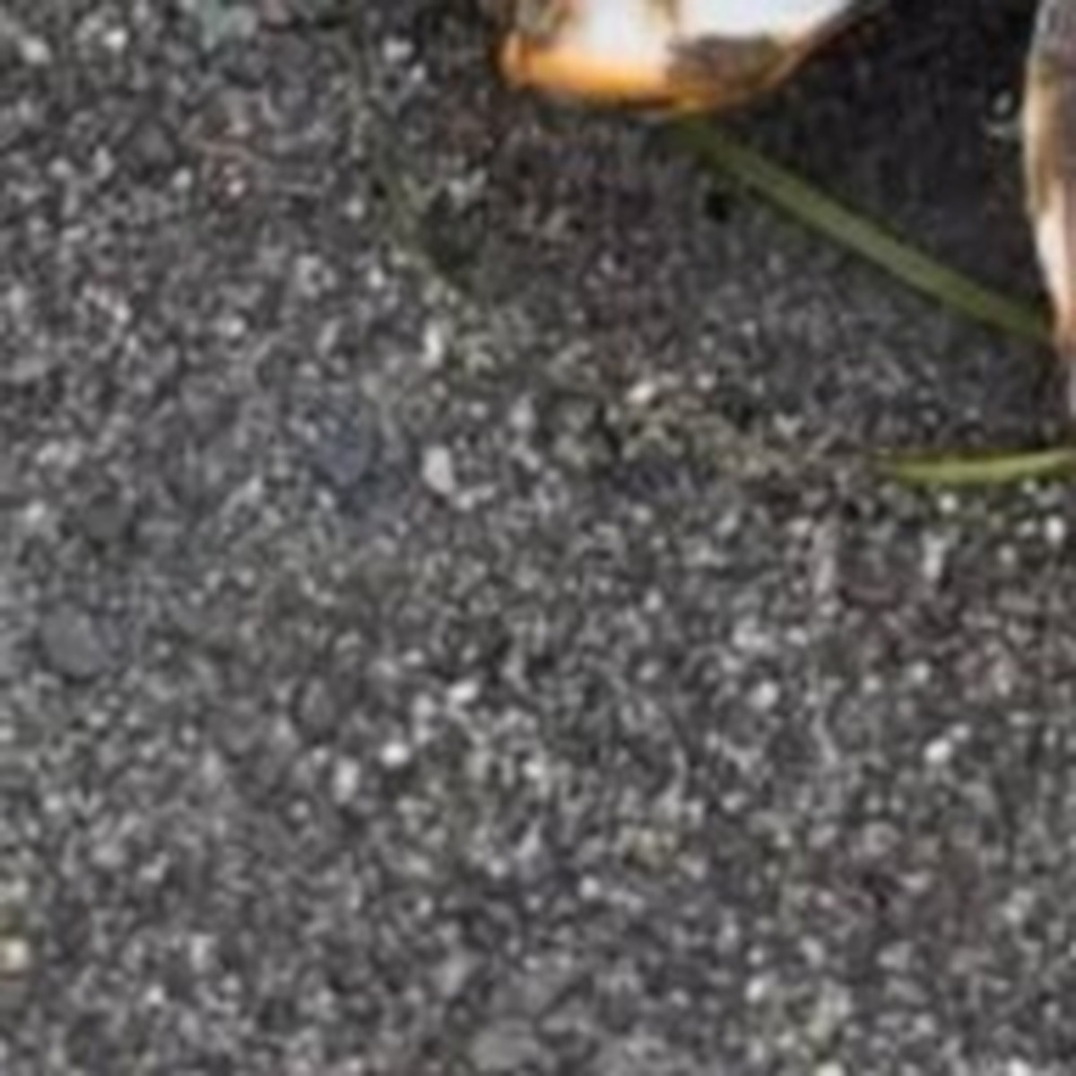 海岸になんか落ちてる→近付いて「ギャー!」“鳥肌モノの正体”が73万表示「きんもぢわり!!!」「気味悪いです」(1/3) | ライフスタイル ねとらぼ