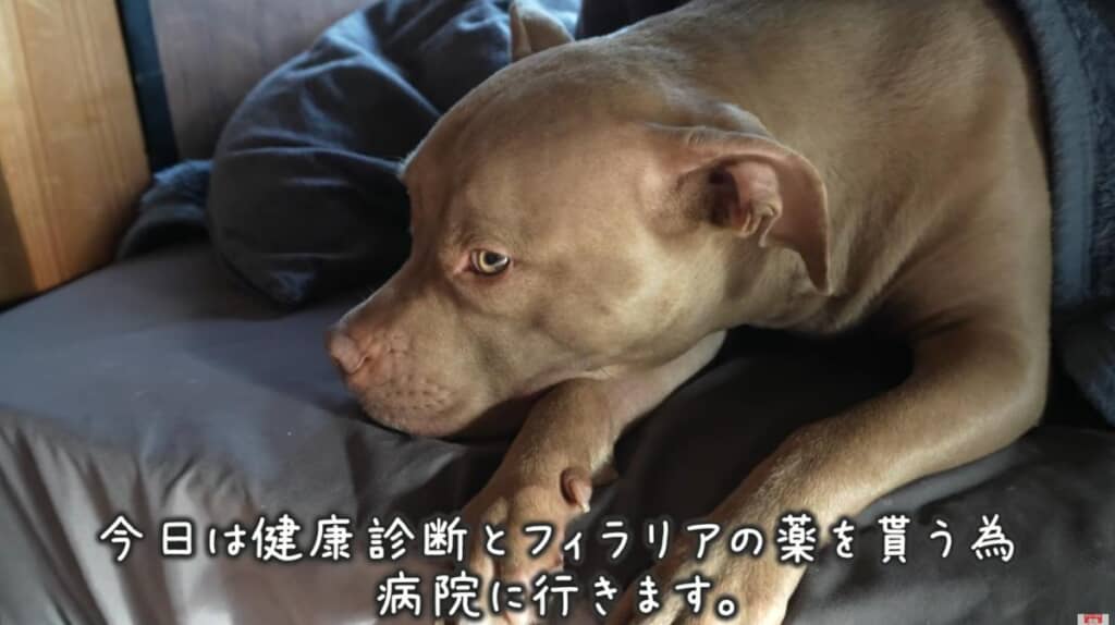 今日は病院へ行く日
