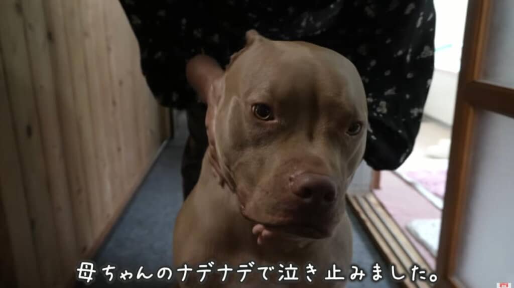 泣き止まないのでお母さんに励ましてもらいます