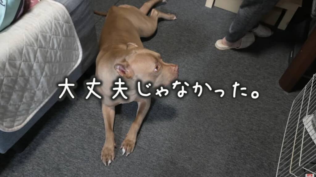 ダメだった……!
