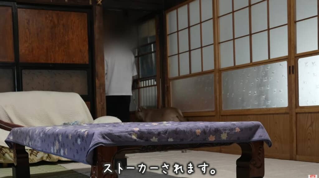 飼い主さんをストーカー