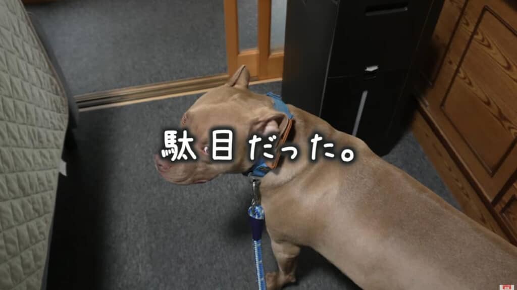 早めに首輪を装着しても泣き止みません