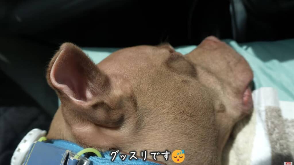 帰りの車の中ではぐっすり