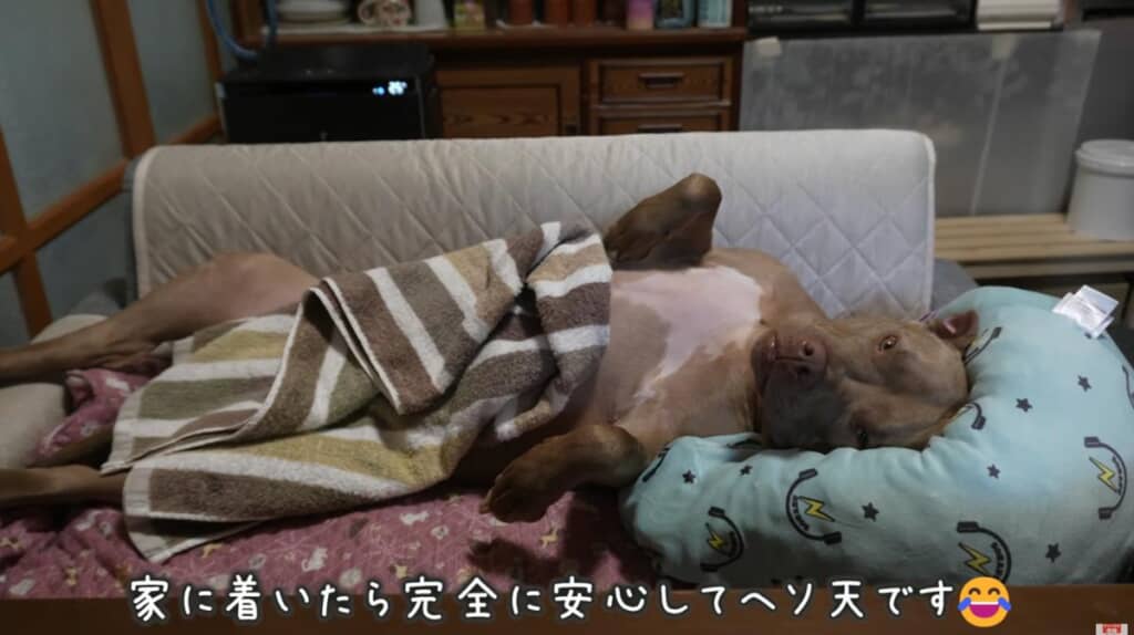 無事お家に着いてヘソ天状態に