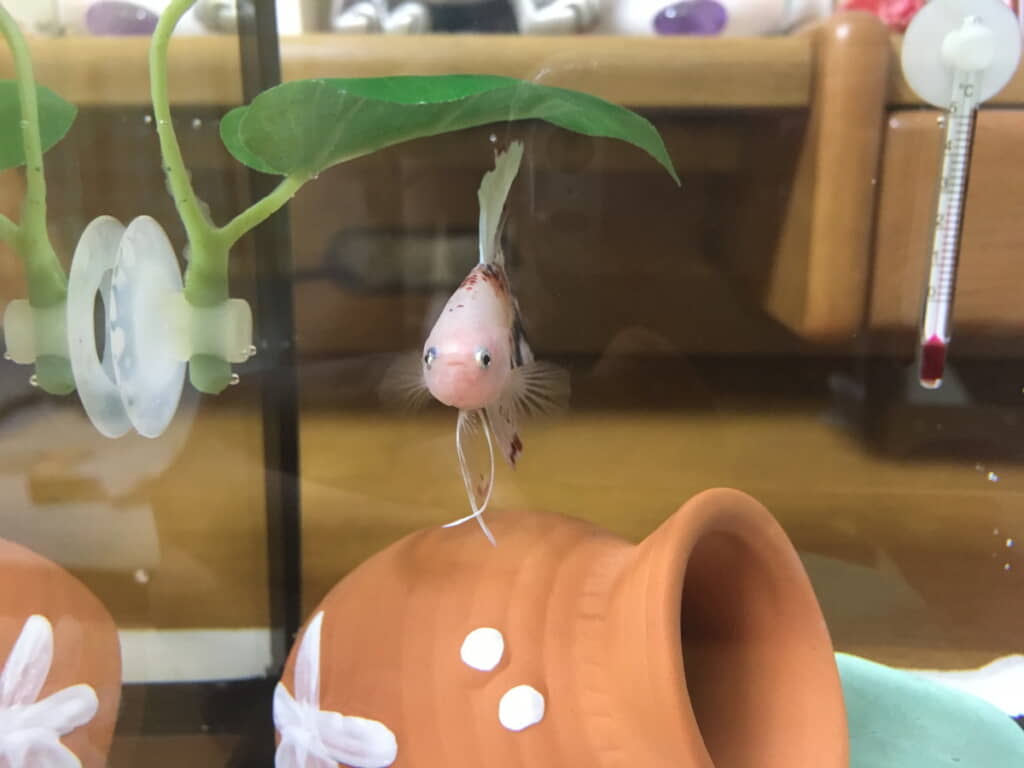 ぽやっとしてかわいい