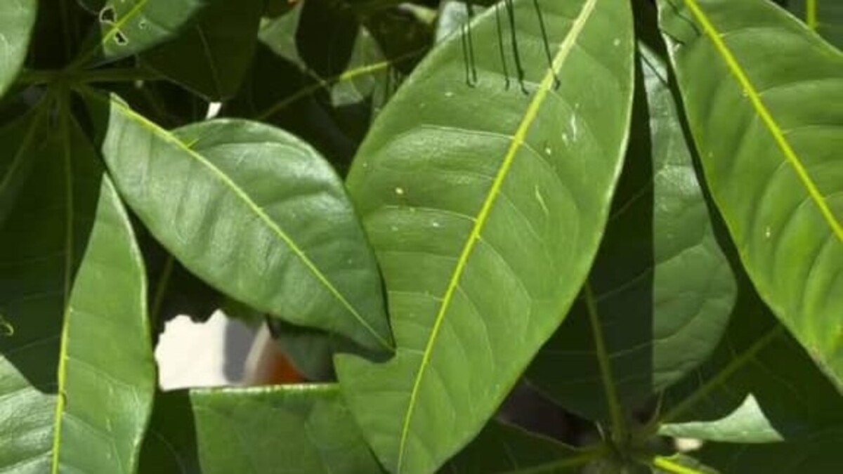 ダイソーで買った観葉植物→5年育てると…… 「ええええすごい」“まさかの光景に”「めちゃくちゃ奇跡中の奇跡です!」(1/2) | ライフスタイル ねとらぼ