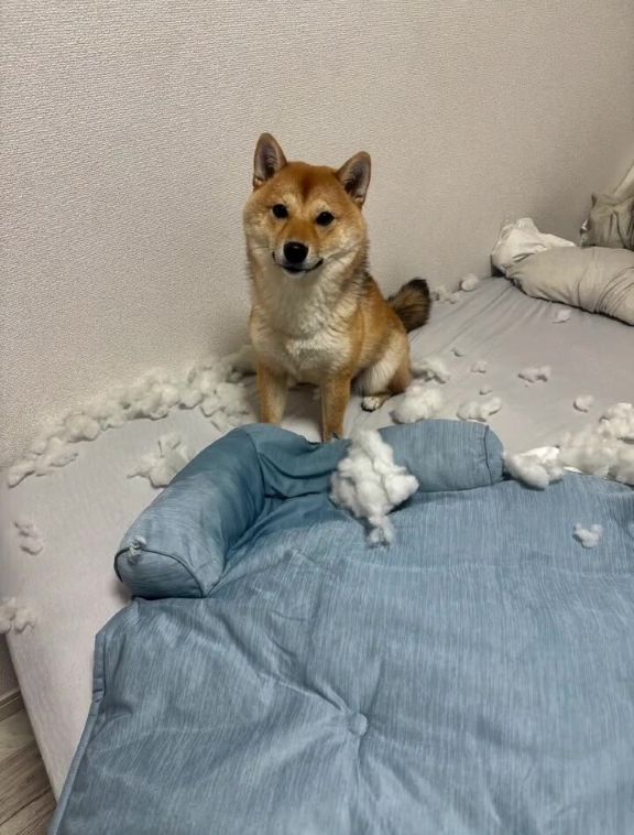 翌日のマットとつくねちゃん
