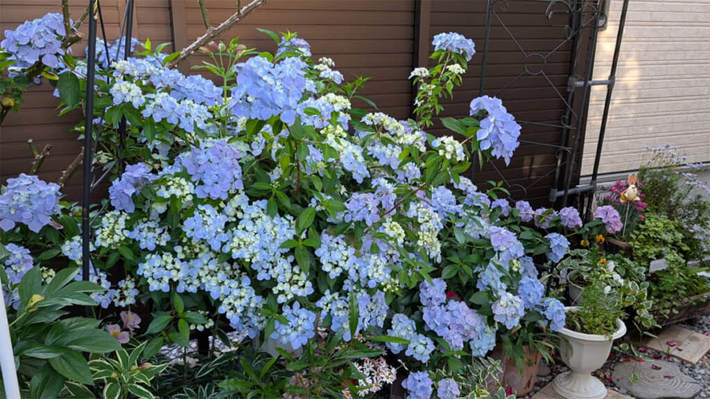 アジサイの花を青くしたい時、どうすればいいのでしょうか