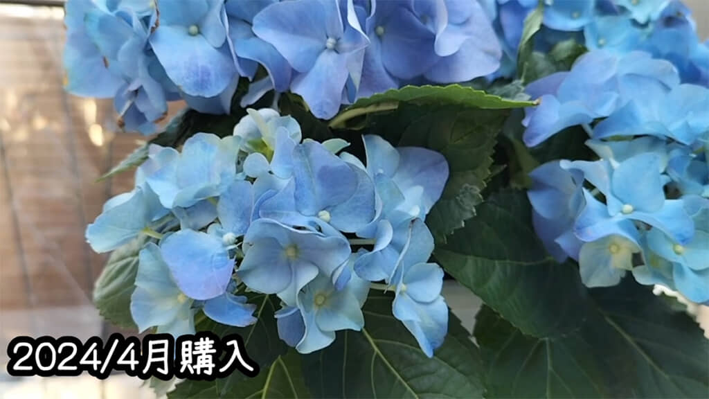 購入時は青かったアジサイが