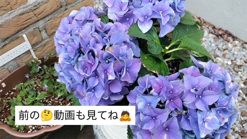 紫色になってしまいました