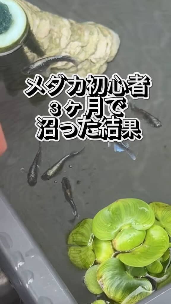 容器内を泳ぐメダカ