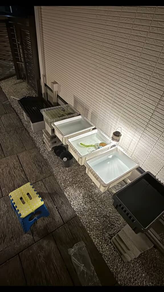 メダカ飼育を始めた当初の様子
