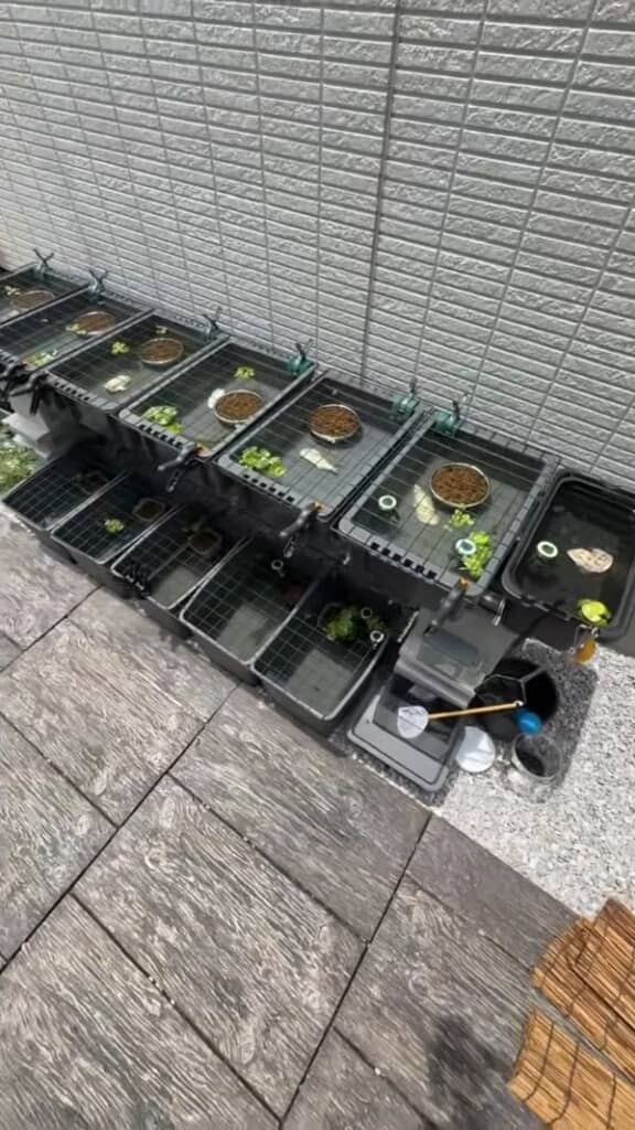 メダカ飼育を始めてから3カ月後の様子