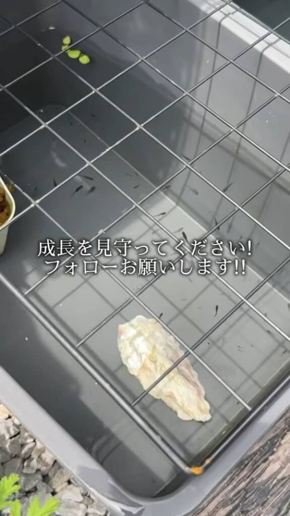 容器内を泳ぐメダカ
