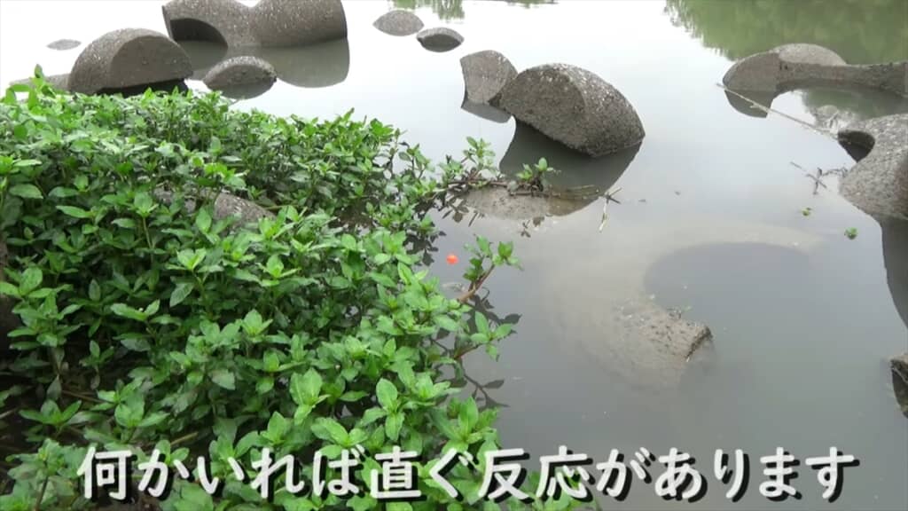 テトラポッドの隙間にミミズを落とす穴釣り