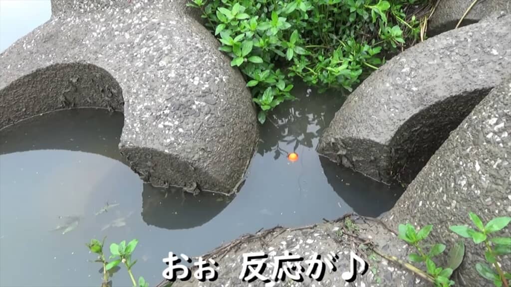 テトラポッドの隙間にミミズを落とす穴釣り