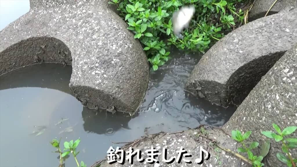 テトラポッドの隙間にミミズを落とす穴釣り