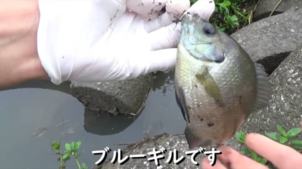 テトラポッドの隙間にミミズを落とす穴釣り