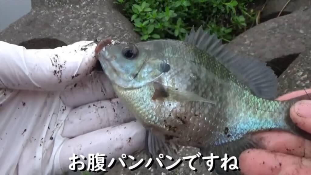 テトラポッドの隙間にミミズを落とす穴釣り