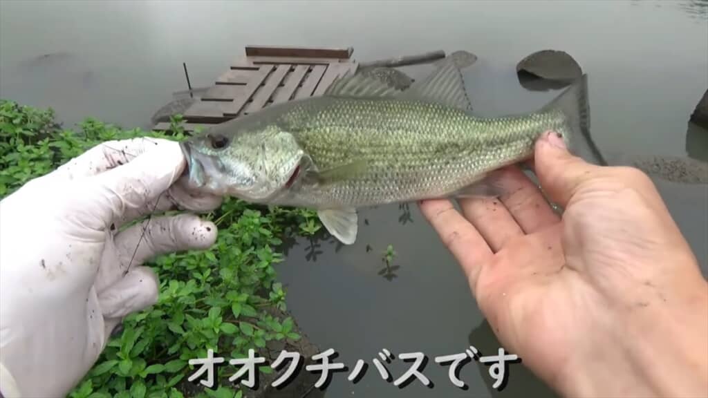 テトラポッドの隙間にミミズを落とす穴釣り