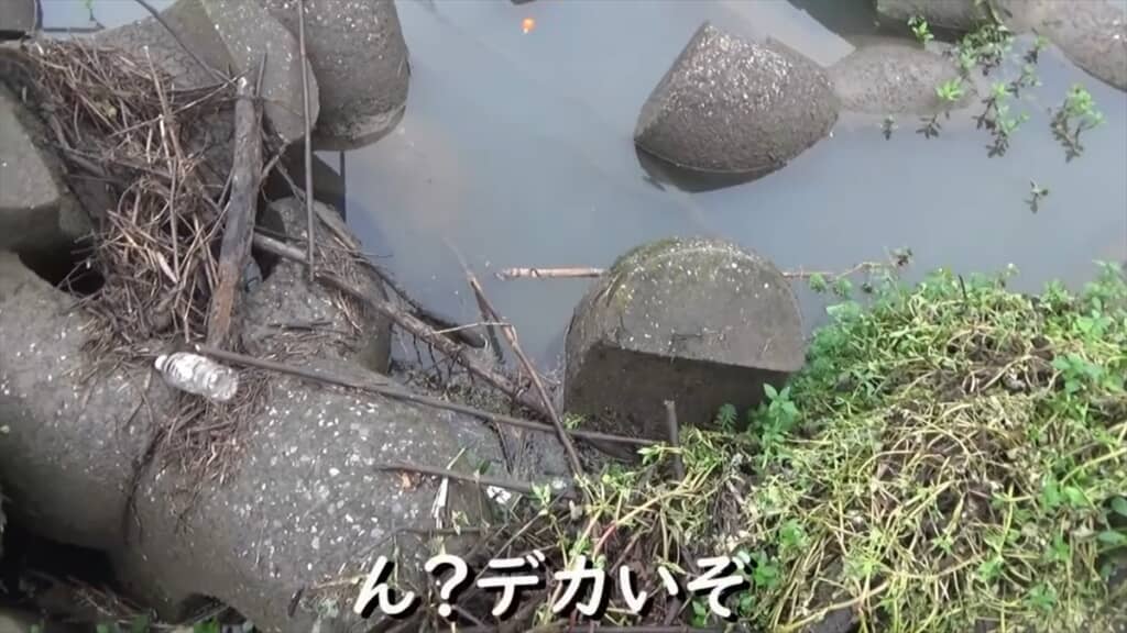 テトラポッドの隙間にミミズを落とす穴釣り