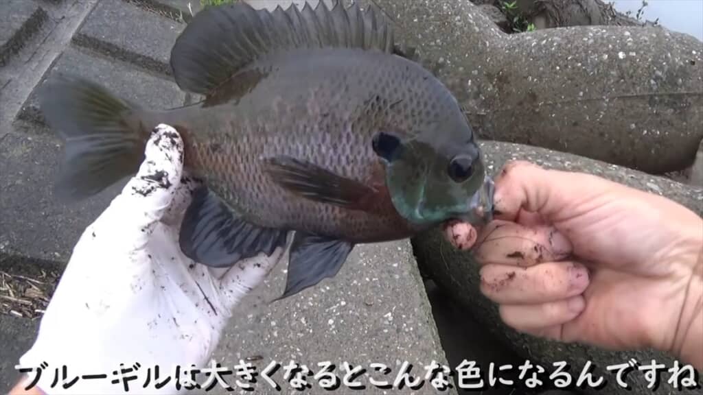 テトラポッドの隙間にミミズを落とす穴釣り