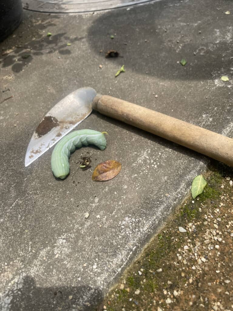 庭仕事中に遭遇した巨大すぎるイモムシ