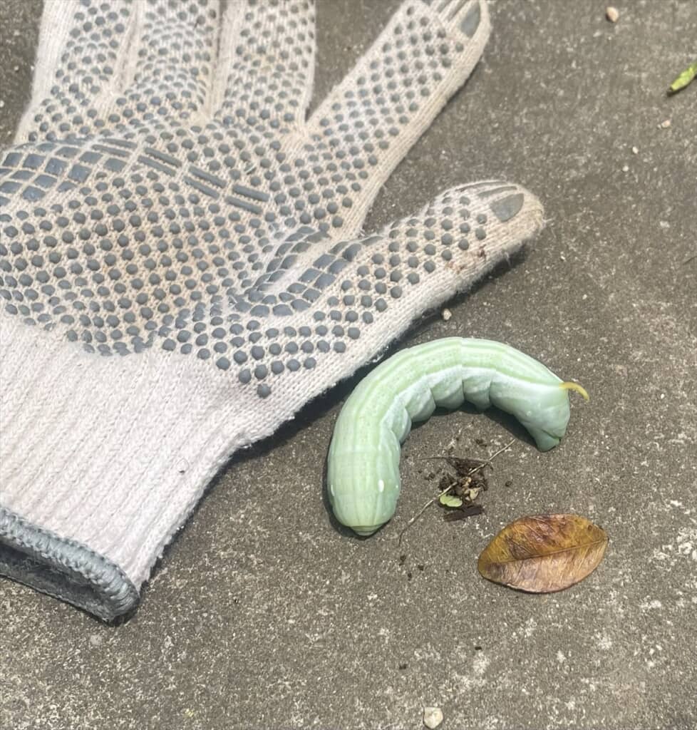 庭仕事中に遭遇した巨大すぎるイモムシ