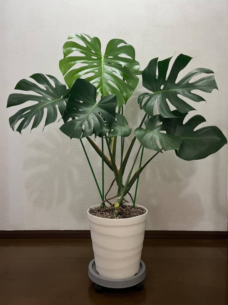 購入から2年後の立派に育ったモンステラ