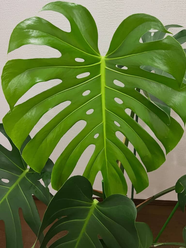 50センチを超えた大きな葉