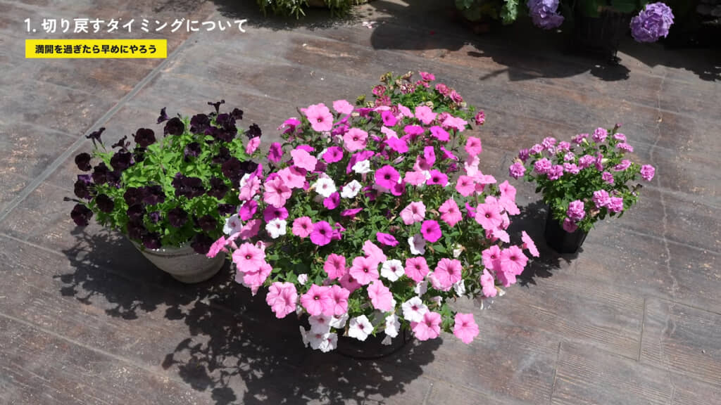 今回切り戻しを行うペチュニア