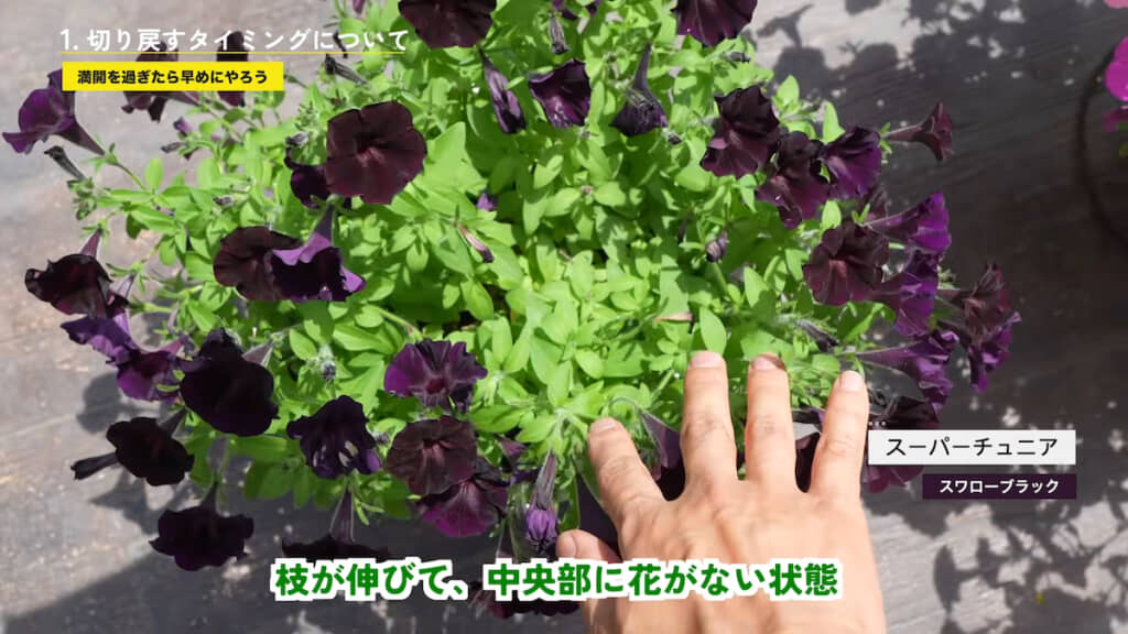 「スーパーチュニア」のスワローブラックは中央部に花がない状態になっていた