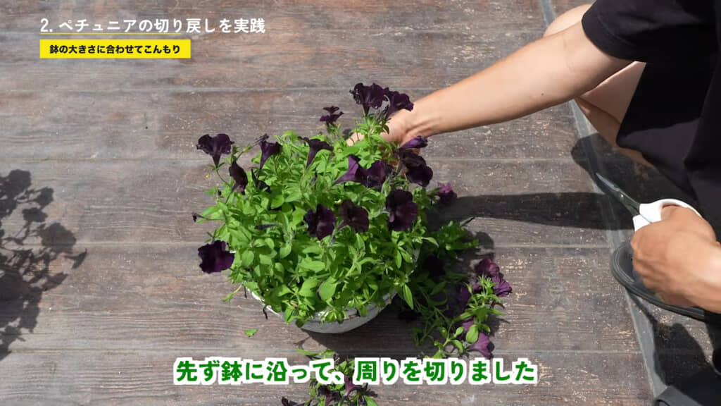 鉢の縁に沿って切ったところ