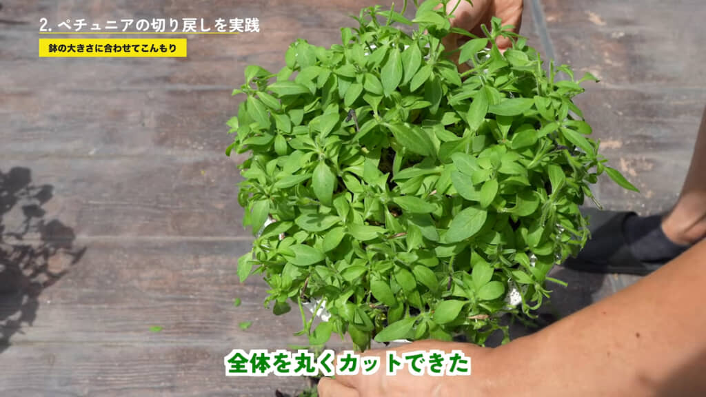 全体がドーム状になるよう整える