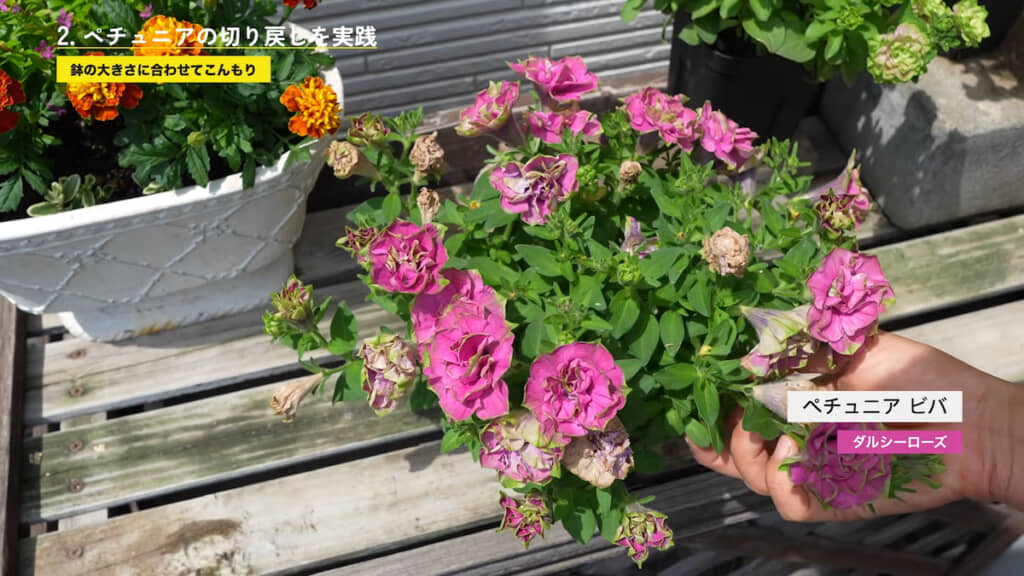 花殻がたくさんでていた「ペチュニア ビバ」のダルシーローズ