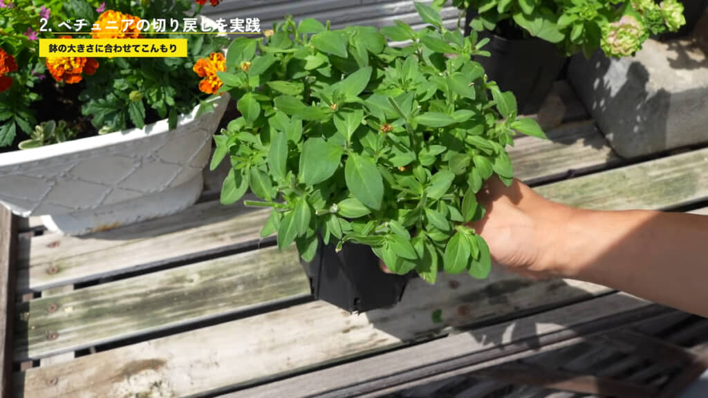 切り戻し後の「ペチュニア ビバ」