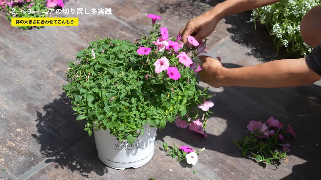 色違いの3株を植えている「スーパーチュニア」のビスタも同じように鉢に沿って切る