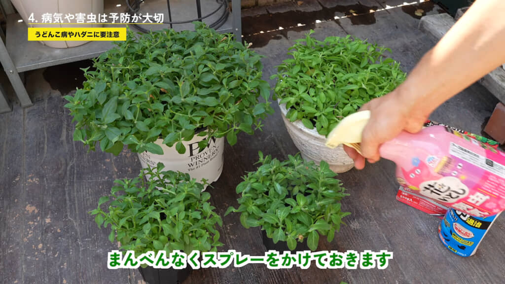 病害虫予防のスプレー剤を散布する